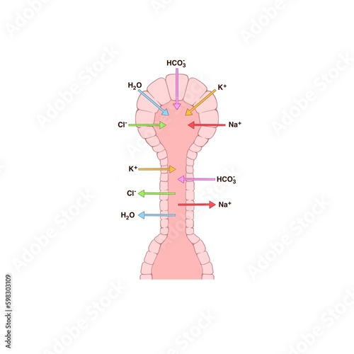 physiological process of the composition of human saliva