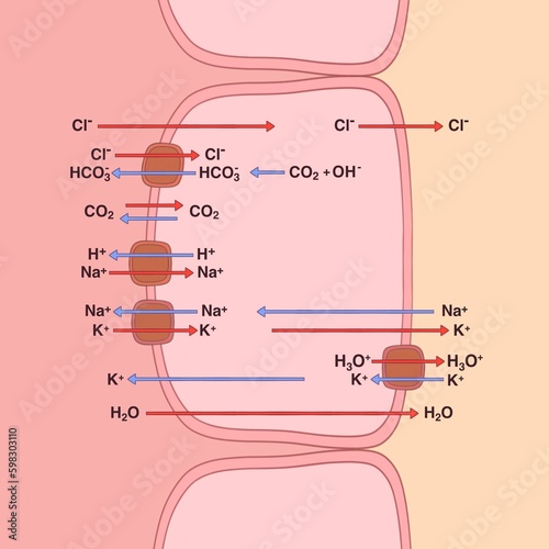 Acid secretion in the stomach is mediated by parietal cells, molecular mechanisms