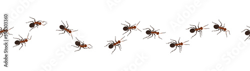 Crawling ants. Bugs marching at wall. Insect workers. Line trail. Termites group row walking to home. Pests in path. Small arthropod animals chain. Vector current isolated illustration © Natalia