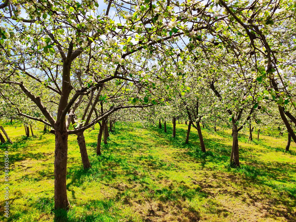 Blooming apple trees in a plantation near Nava vilage, Comarca de la Sidra, Asturias, Spain Blooming apple trees in a plantation near Nava vilage, Comarca de la Sidra, Asturias, Spain