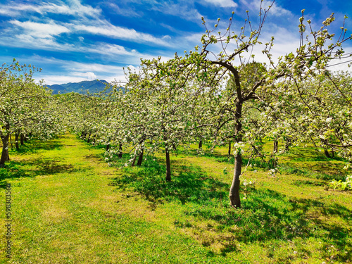 Blooming apple trees in a plantation near Nava vilage, Comarca de la Sidra, Asturias, Spain
