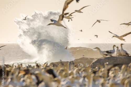 Close up image of a Cape Gannet bird in a big gannet colony on the west coast of South Africa photo