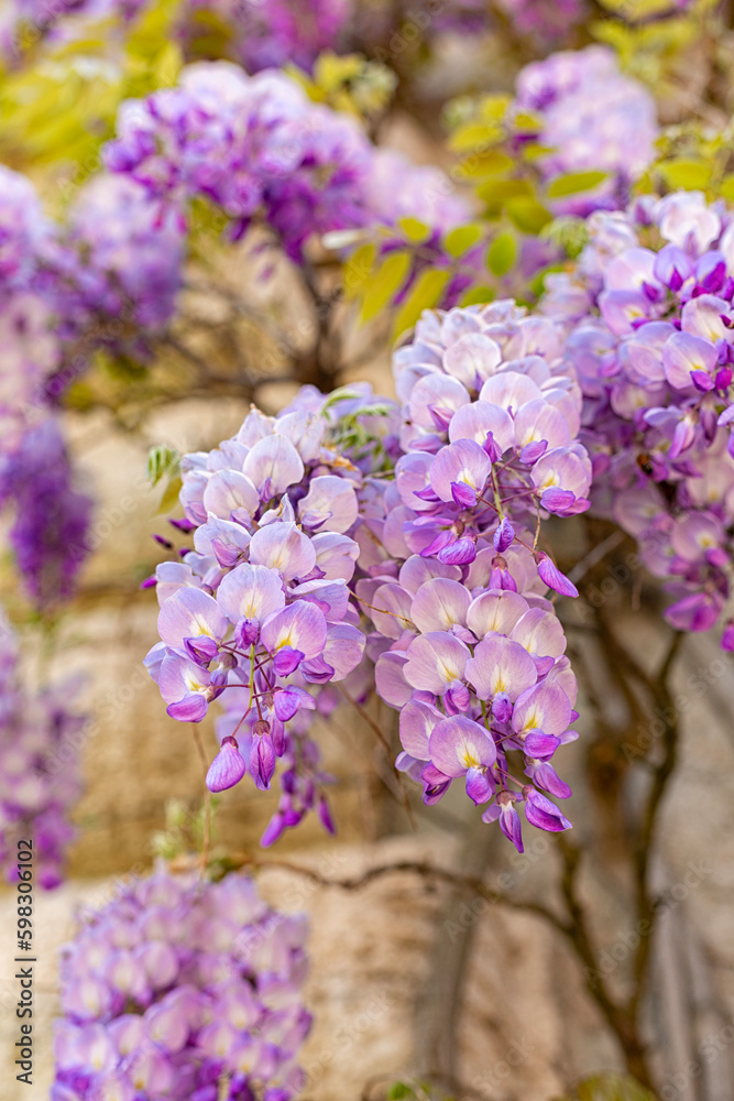 Obraz premium Wisteria or Glicine or Glycine, flowering plants in the legume family, light violet color, shade of purple. Close-up.