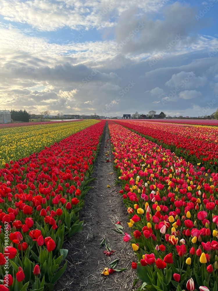 field of tulips