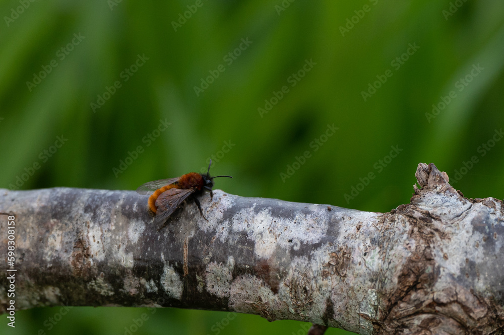Andrena fulva - Tawny Mining Bee - Abeille rousse Andrena fulva - Tawny Mining Bee - Abeille rousse
