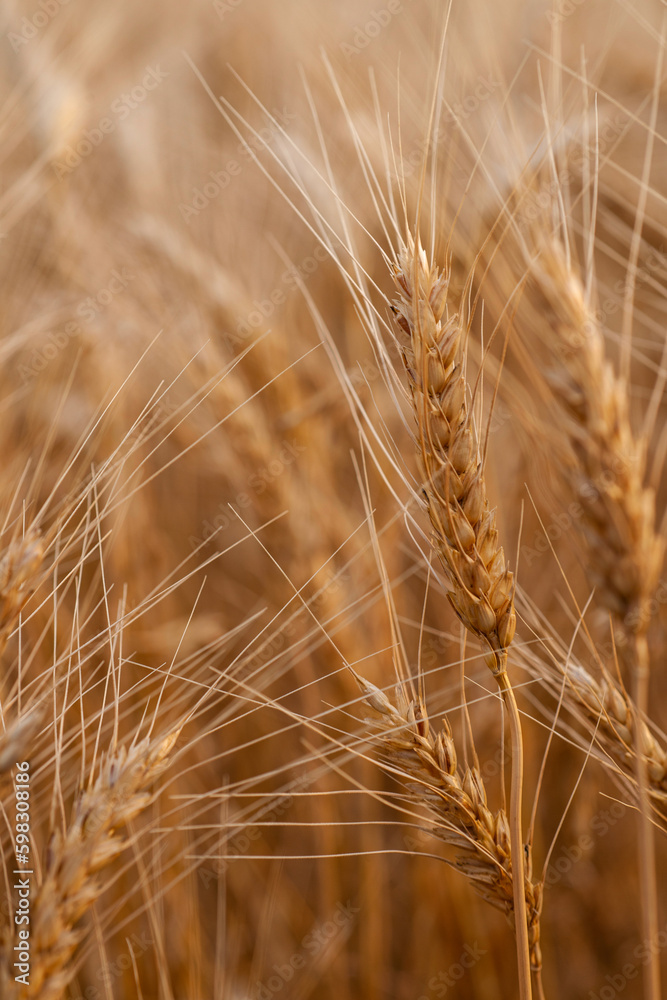Close-up of wheat growing in field Close-up of wheat growing in field