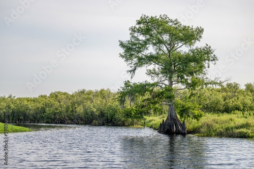 cypress swamp