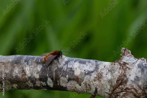 Andrena fulva - Tawny Mining Bee - Abeille rousse