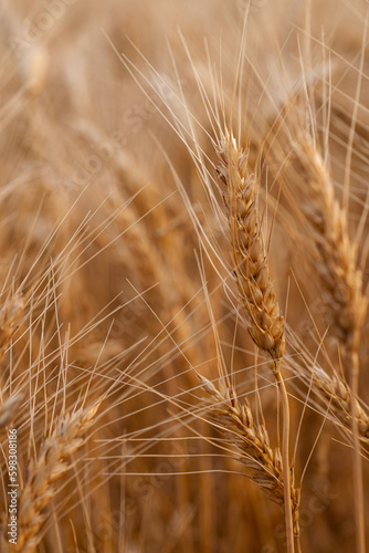 Close-up of wheat growing in field photo