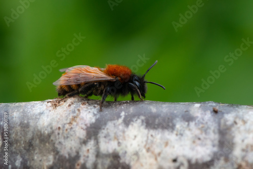 Andrena fulva - Tawny Mining Bee - Abeille rousse photo