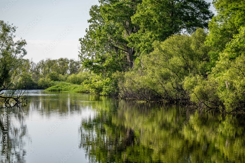 cypress swamp