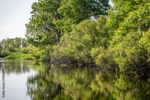 cypress swamp