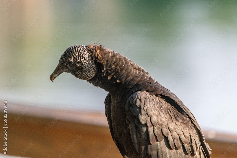 Naklejka premium eagle