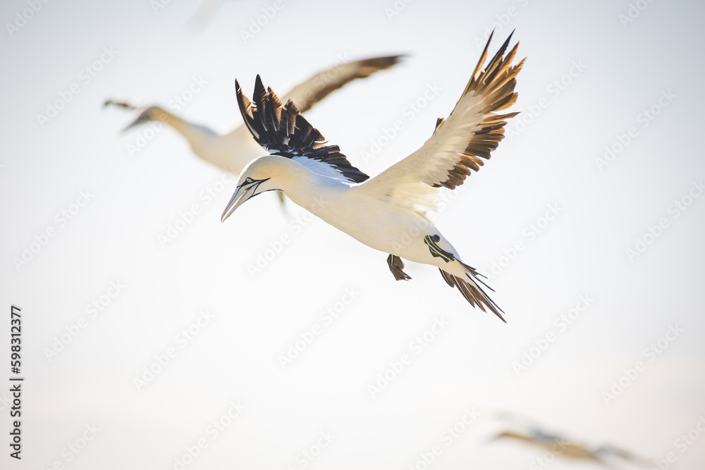 Obraz premium Close up image of a Cape Gannet bird in a big gannet colony on the west coast of South Africa