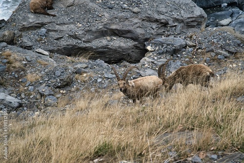 Bout du monde, bouquetins , Haute Savoie, France