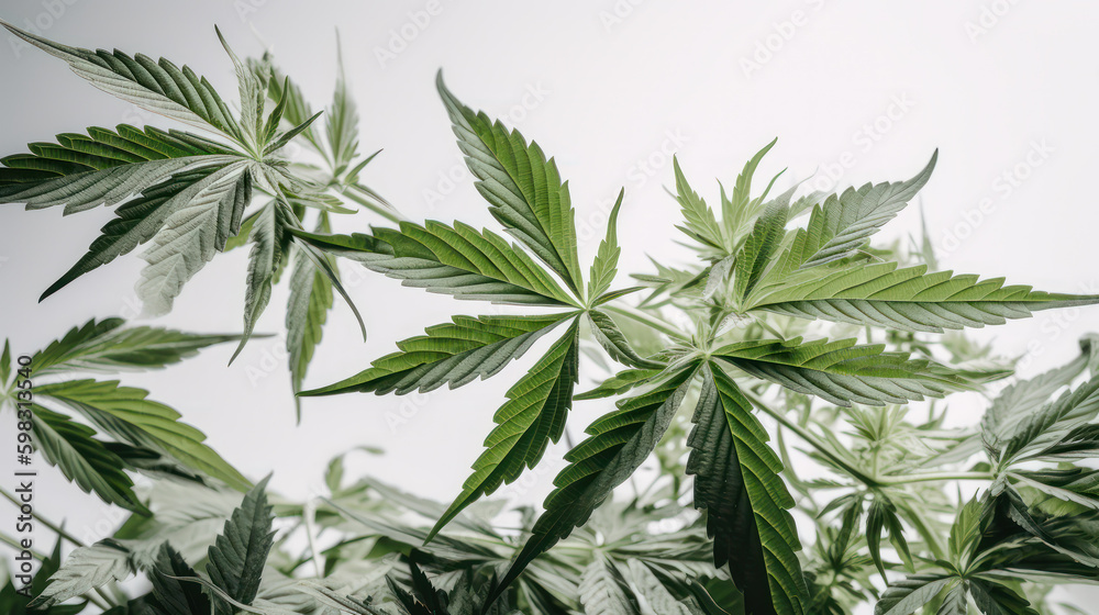 Cannabis on White: A Professional Stock Photograph. Generative AI Cannabis on White: A Professional Stock Photograph. Generative AI