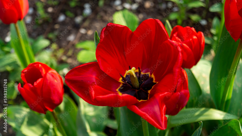 Blooming poppies in sunlight. Spring poppies. Red flowers in spring Blooming poppies in sunlight. Spring poppies. Red flowers in spring