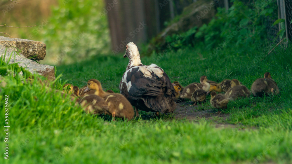 Duck with ducklings in nature. A duck walks her ducklings. Ducks on the farm. Domestic cattle Duck with ducklings in nature. A duck walks her ducklings. Ducks on the farm. Domestic cattle