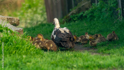 Duck with ducklings in nature. A duck walks her ducklings. Ducks on the farm. Domestic cattle