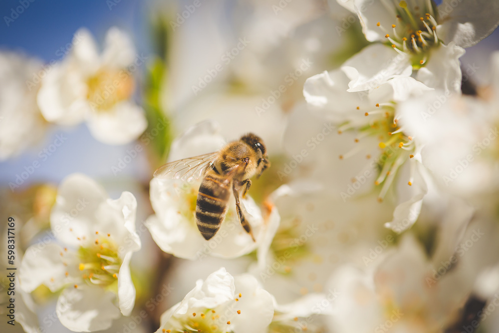 Beautiful Blossoming Apple Orchard in Spring Beautiful Blossoming Apple Orchard in Spring
