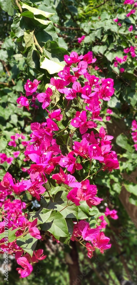 pink cherrry blossom flowers