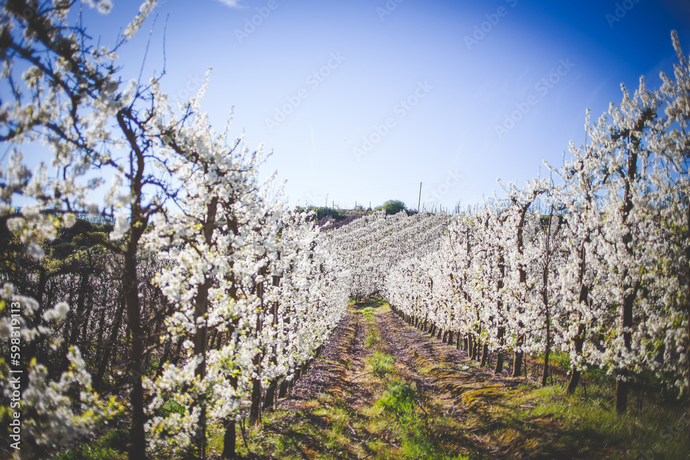 Beautiful Blossoming Apple Orchard in Spring Beautiful Blossoming Apple Orchard in Spring