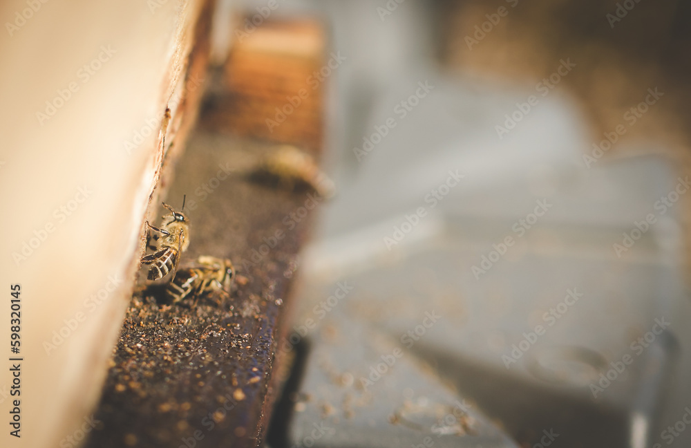 Naklejka premium Close up image of bees leaving a bee hive to pollinate fruit trees in an orchard