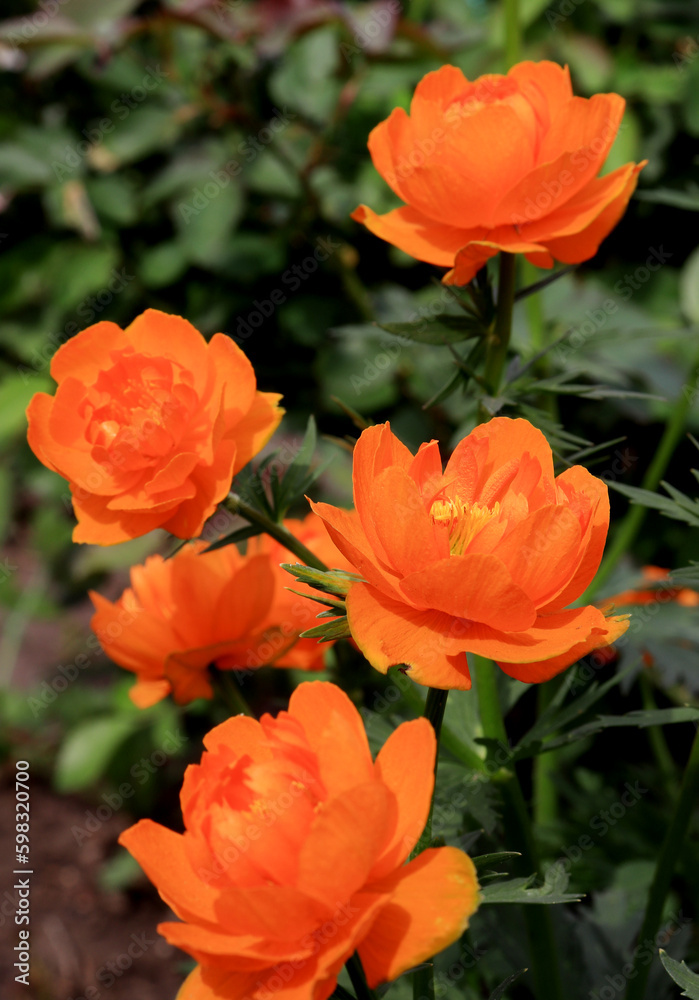 fiery orange trollius flowers blooming in sunny garden, Trollius asiaticus in spring. fiery orange trollius flowers blooming in sunny garden, Trollius asiaticus in spring.