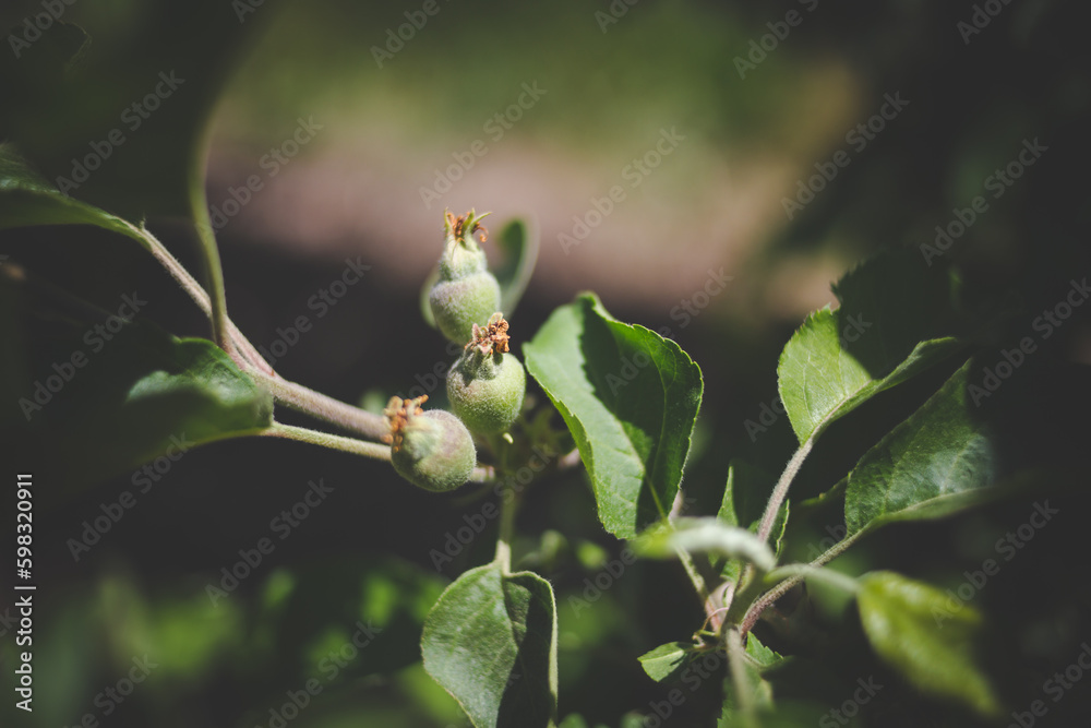 Close up image of apples in an apple orchard in south africa Close up image of apples in an apple orchard in south africa