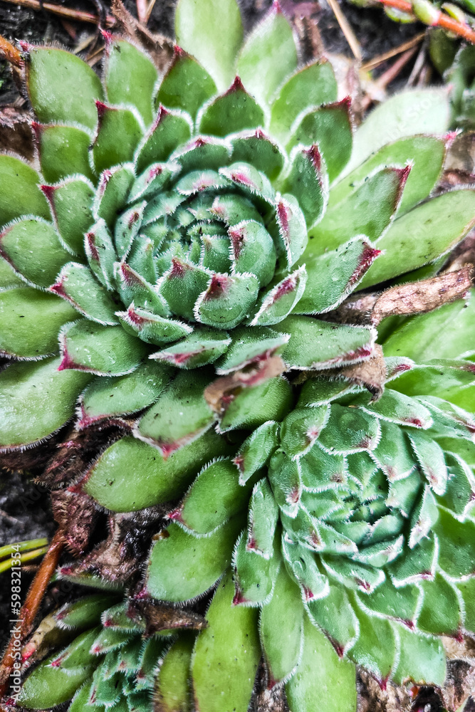 Fototapeta premium Succulent grows on coniferous ground in the forest.