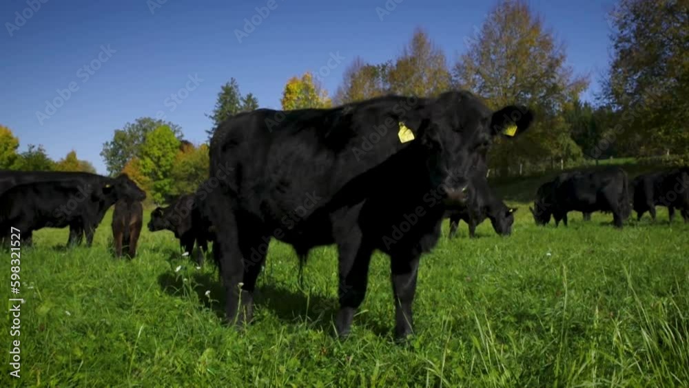 Black angus cow group at morning feeding in lush green gras at the Bavarian Alps on a sunny day Black angus cow group at morning feeding in lush green gras at the Bavarian Alps on a sunny day