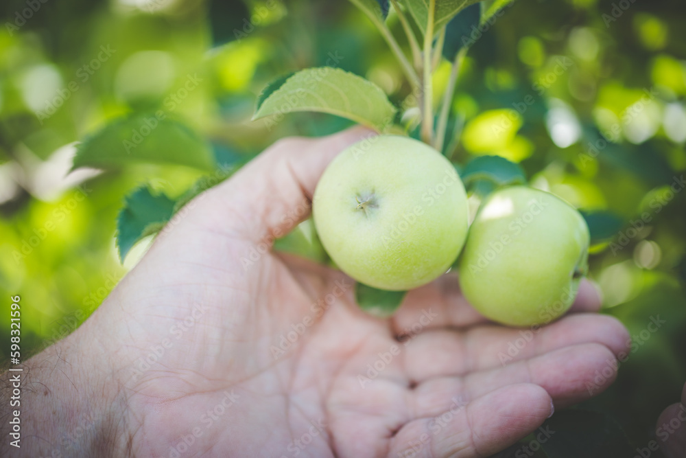 Close up image of apples in an apple orchard in south africa Close up image of apples in an apple orchard in south africa