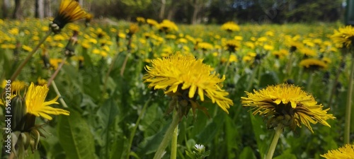 Dandelions in the green forest