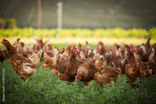 Close up image of a free range chicken on a farm in a field and in the chicken coop.