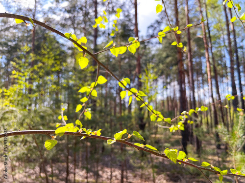 the first young green leaves on a birch tree appear in spring