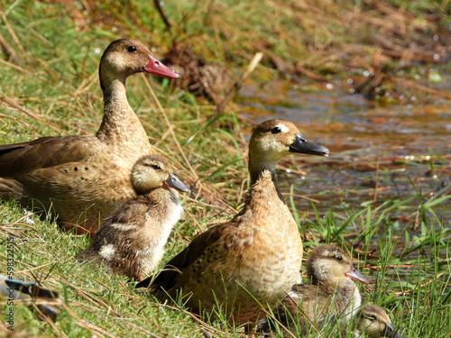 Grupo de patos descansando en la orilla de un lago