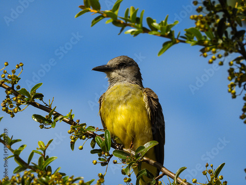 Benteveo Real pájaro medio amarillo sentado en la rama de un árbol