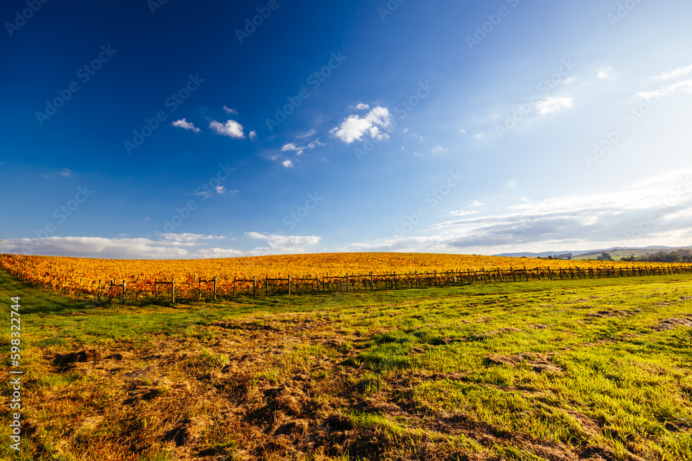 Yarra Valley Vineyard and Landscape in Australia Yarra Valley Vineyard and Landscape in Australia