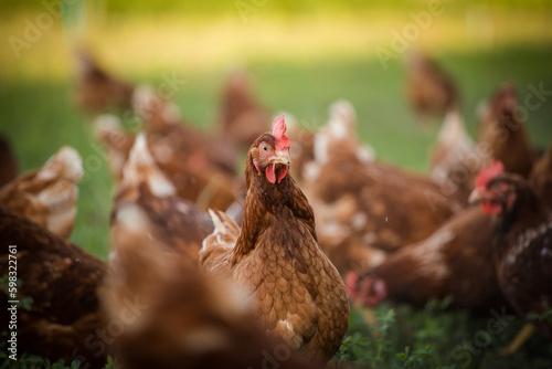 Close up image of a free range chicken on a farm in a field and in the chicken coop.