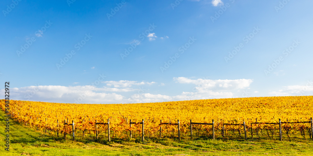 Fototapeta premium Yarra Valley Vineyard and Landscape in Australia
