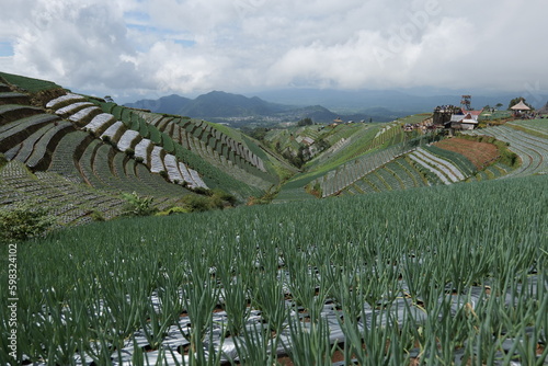 paddy field at the foot of the mountain photo