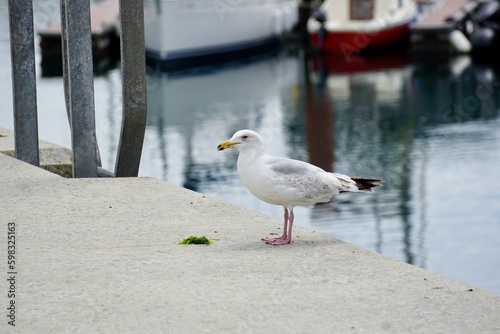 Close up of a seagull in a small harbor