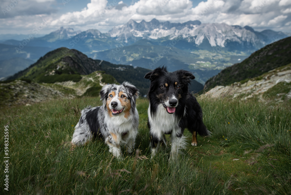 Dogs in the mountains