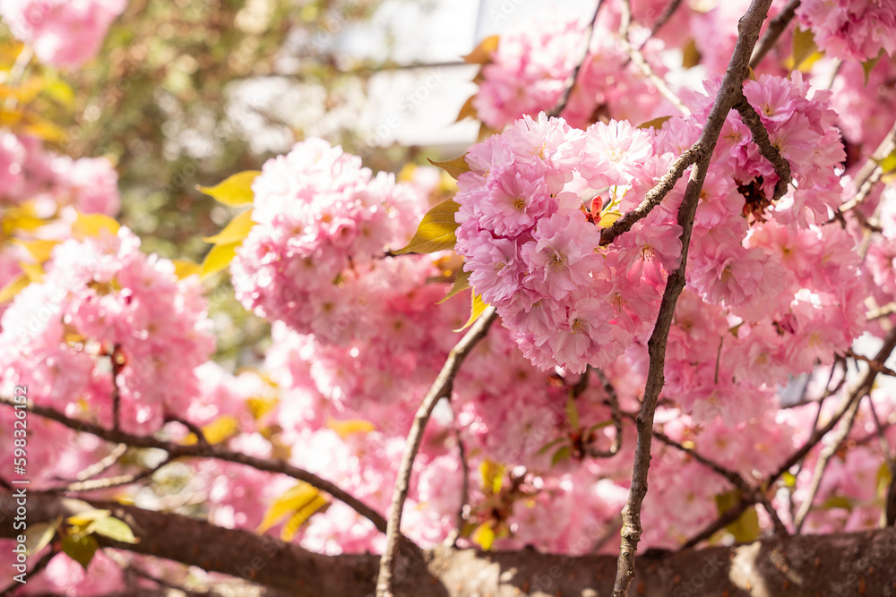 Pink sakura close up, beautiful sakura flowers , texture of plant pattern, natural floral background. Selective focus, Pink sakura close up, beautiful sakura flowers , texture of plant pattern, natural floral background. Selective focus,