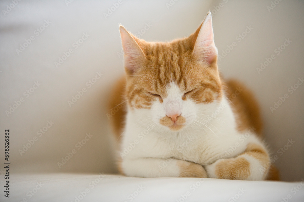 Portrait of a sleeping cute red and white tabby cat   