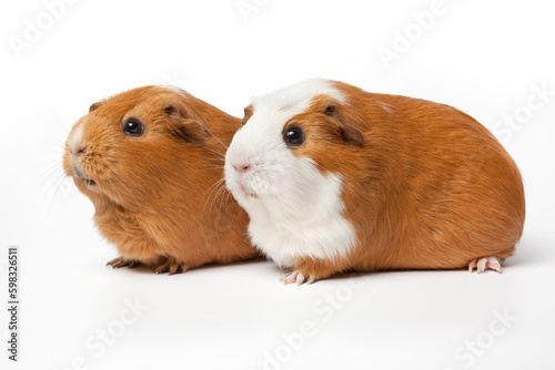 Pair of two cute guinea Pigs isolated isolated on white background close up