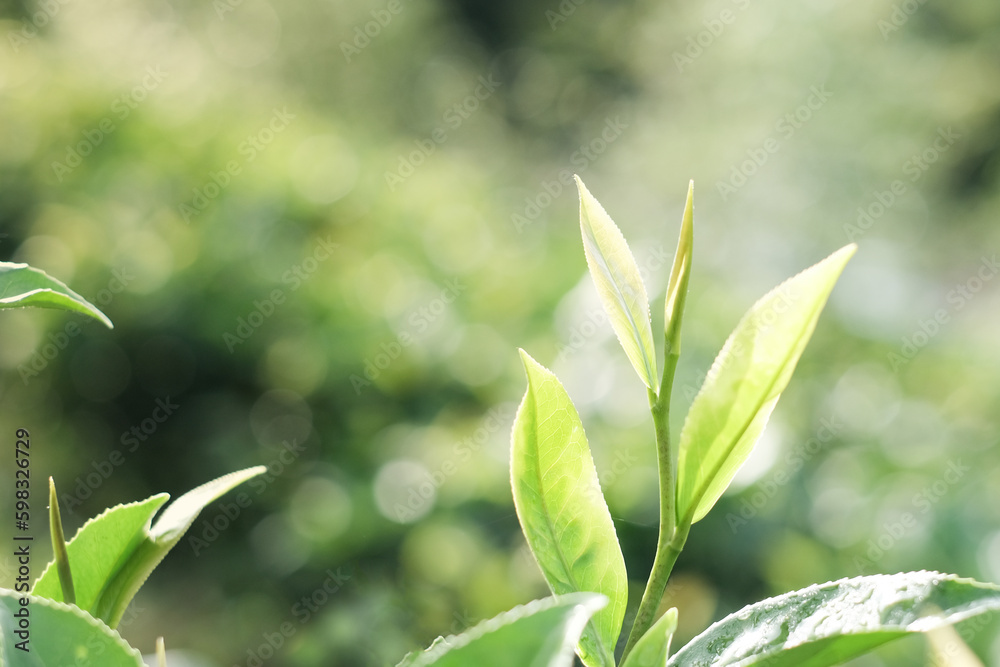 Closeup green tea leaves on burred tea plantation background, Young green tea leaf with soft sun light on morning in the garden Closeup green tea leaves on burred tea plantation background, Young green tea leaf with soft sun light on morning in the garden