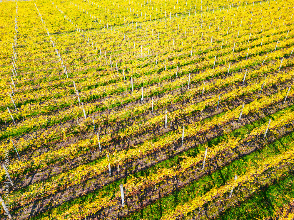 Yarra Valley Vineyard and Landscape in Australia Yarra Valley Vineyard and Landscape in Australia