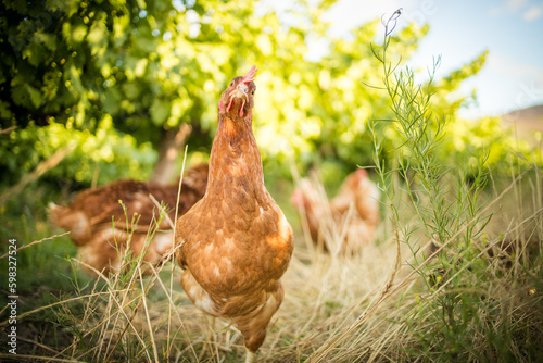 Close up image of a free range chicken on a farm in a field and in the chicken coop.