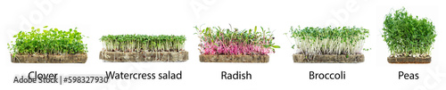 Various micro greens with signatures. Health, vitamins and eco food. Isolated on white background. Set, collage. Panorama format.